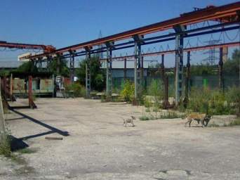  platforma betonata de inchiriat, 1000 mp, 1000 euro